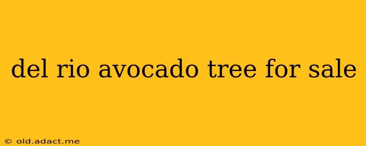 del rio avocado tree for sale