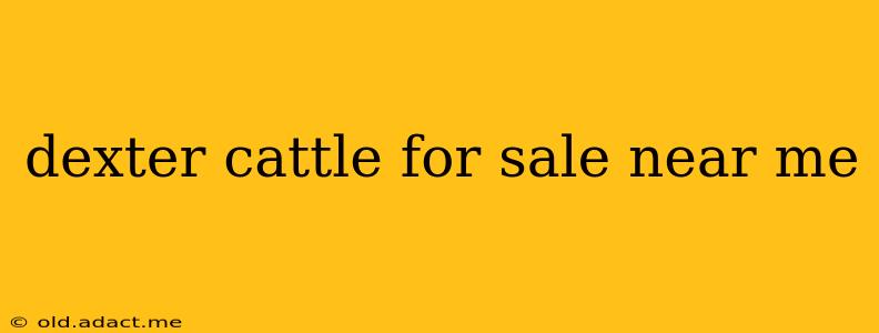 dexter cattle for sale near me