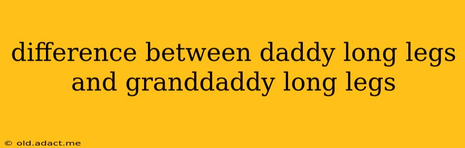 difference between daddy long legs and granddaddy long legs