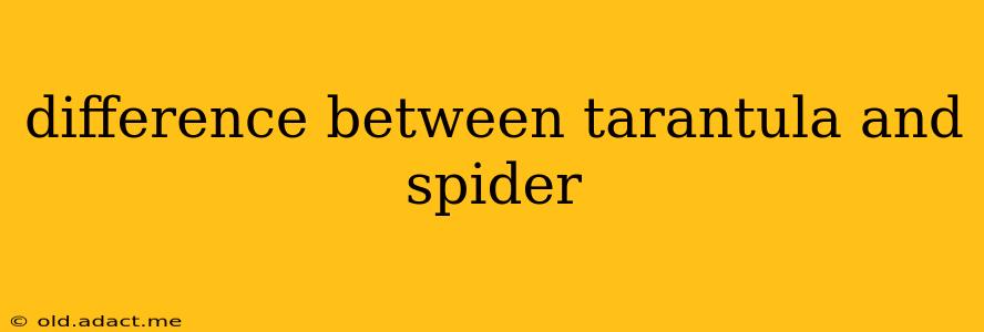 difference between tarantula and spider