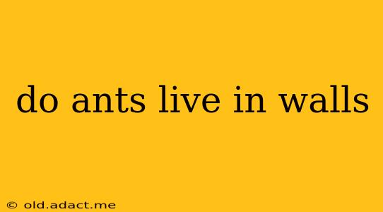do ants live in walls