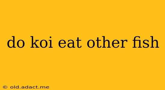 do koi eat other fish