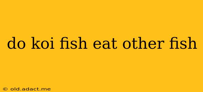 do koi fish eat other fish