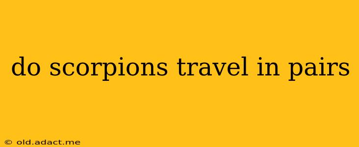 do scorpions travel in pairs
