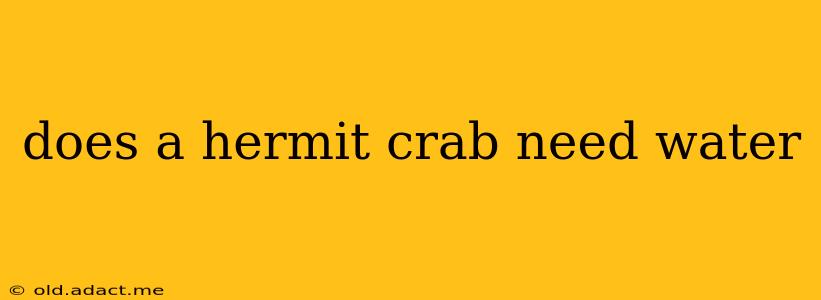 does a hermit crab need water