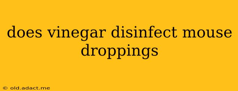 does vinegar disinfect mouse droppings