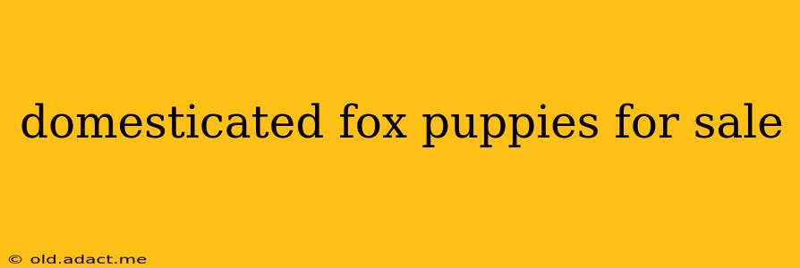 domesticated fox puppies for sale