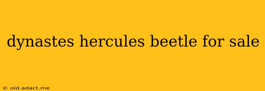 dynastes hercules beetle for sale
