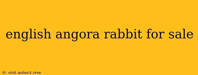 english angora rabbit for sale