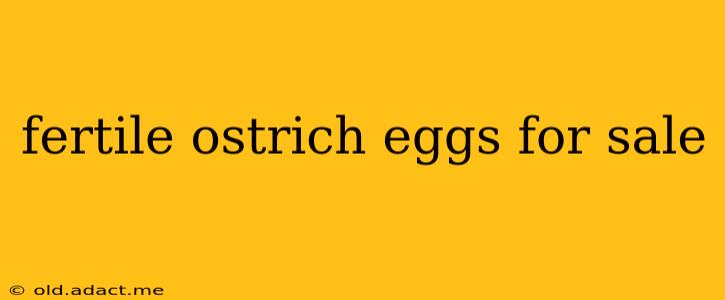 fertile ostrich eggs for sale