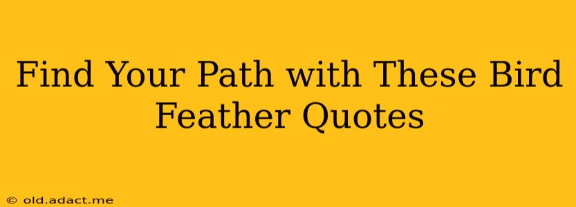 Find Your Path with These Bird Feather Quotes