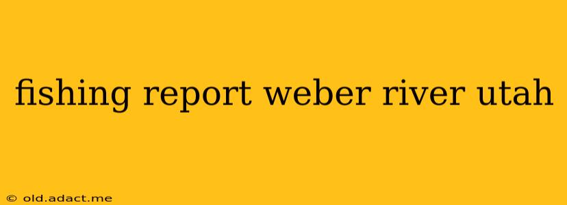 fishing report weber river utah
