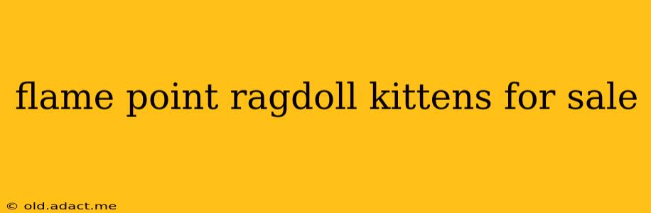 flame point ragdoll kittens for sale