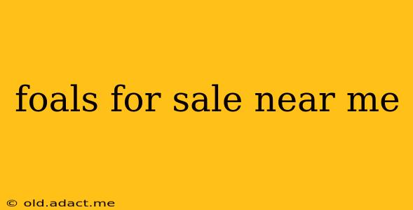 foals for sale near me