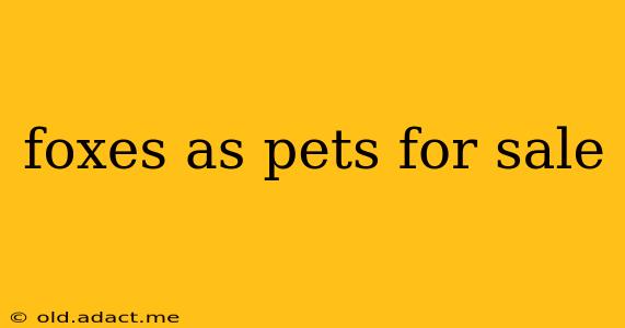 foxes as pets for sale