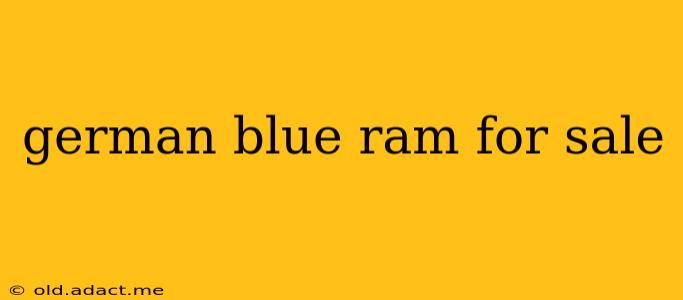 german blue ram for sale