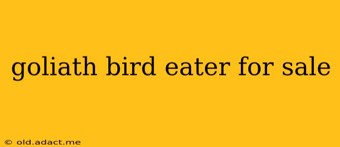 goliath bird eater for sale