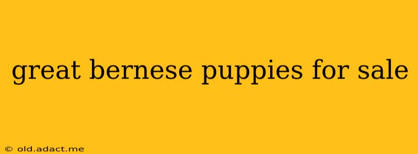 great bernese puppies for sale