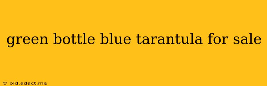 green bottle blue tarantula for sale