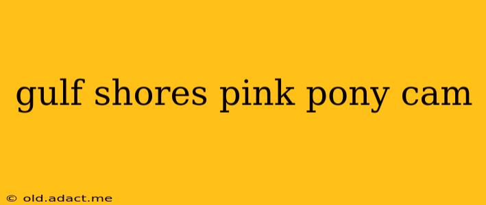 gulf shores pink pony cam