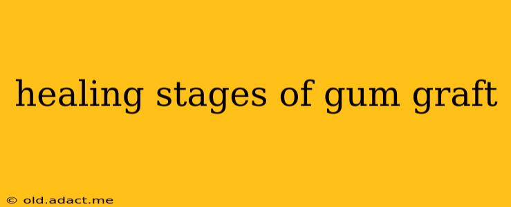 healing stages of gum graft