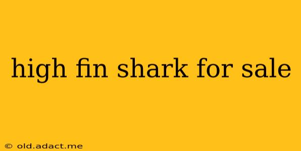 high fin shark for sale