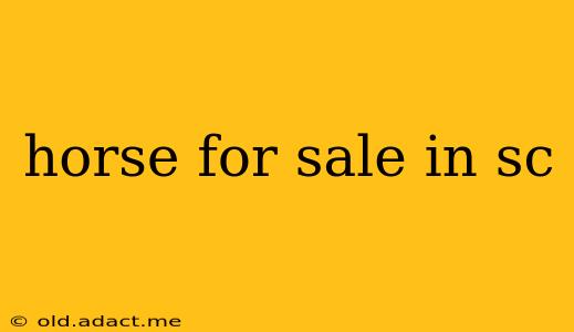horse for sale in sc