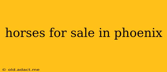 horses for sale in phoenix