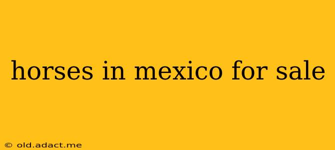 horses in mexico for sale