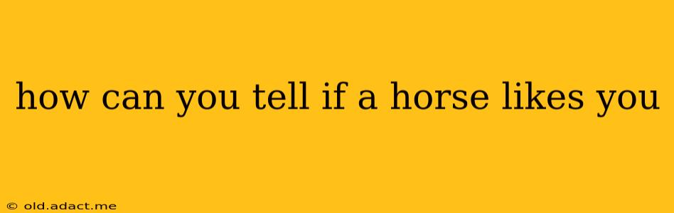 how can you tell if a horse likes you