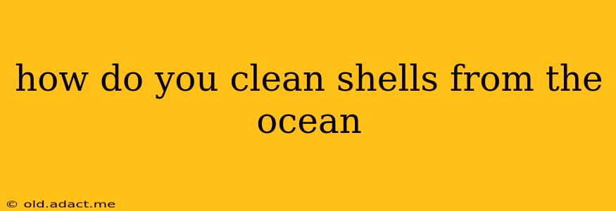 how do you clean shells from the ocean