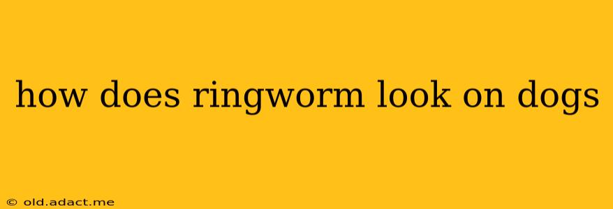 how does ringworm look on dogs