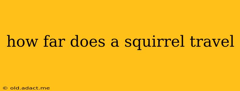how far does a squirrel travel