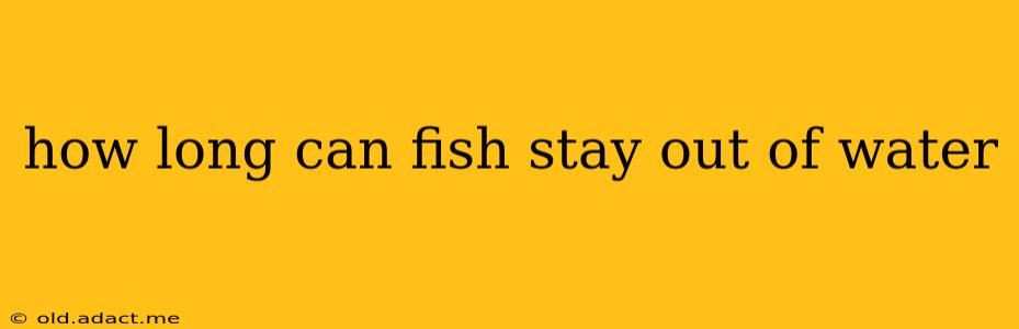 how long can fish stay out of water