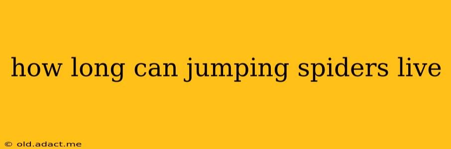 how long can jumping spiders live