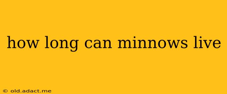 how long can minnows live