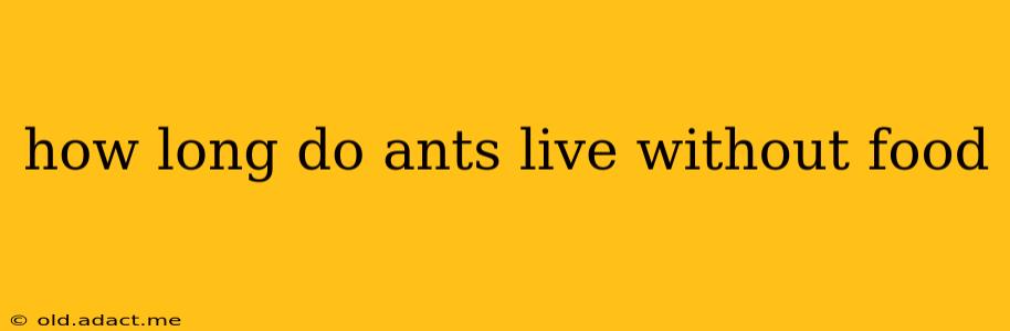how long do ants live without food