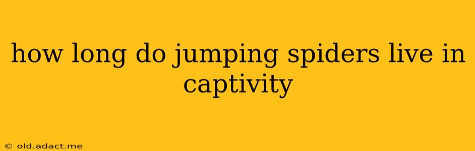 how long do jumping spiders live in captivity