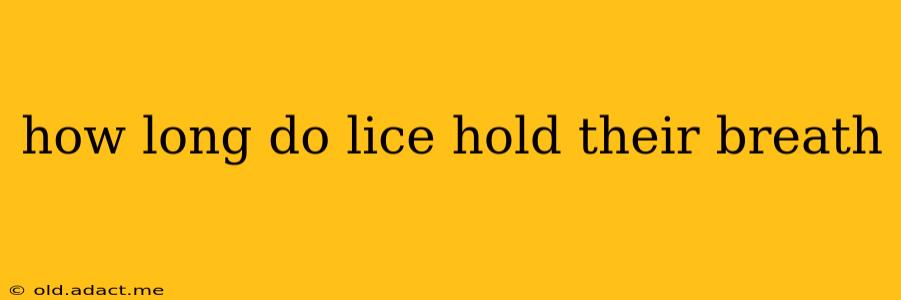 how long do lice hold their breath