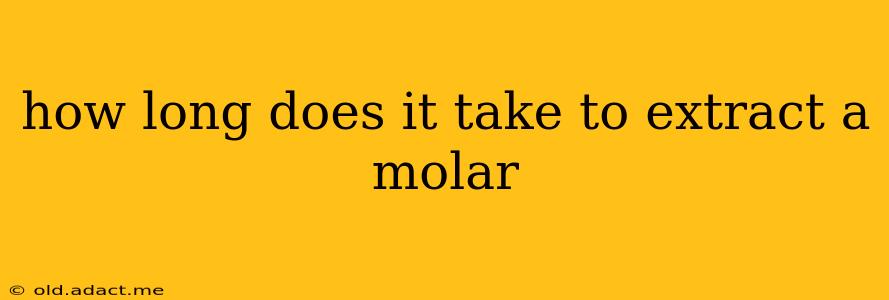 how long does it take to extract a molar