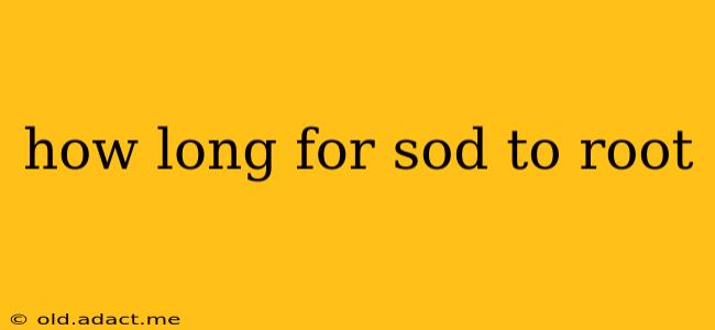 how long for sod to root