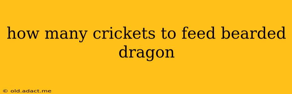 how many crickets to feed bearded dragon