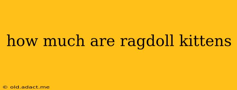 how much are ragdoll kittens
