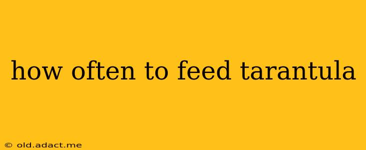 how often to feed tarantula
