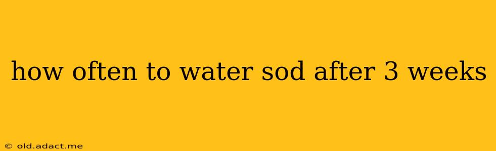 how often to water sod after 3 weeks