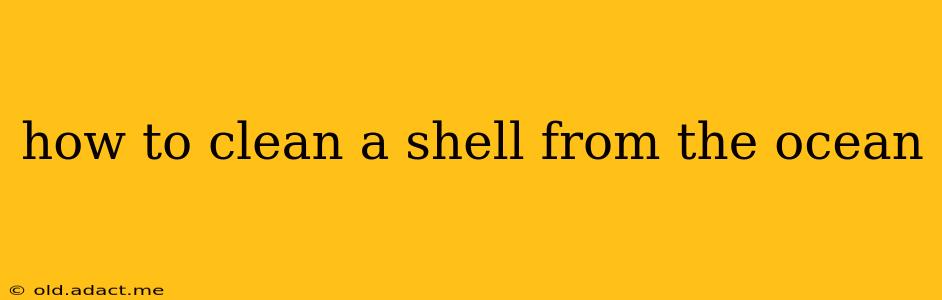 how to clean a shell from the ocean