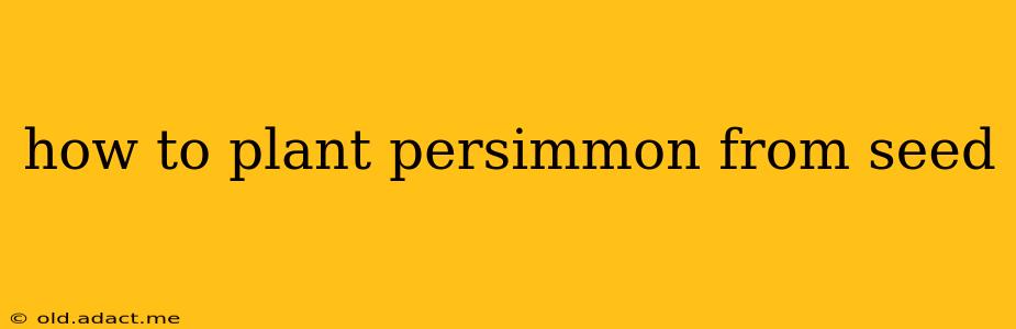how to plant persimmon from seed