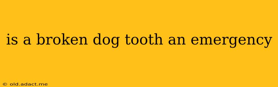 is a broken dog tooth an emergency