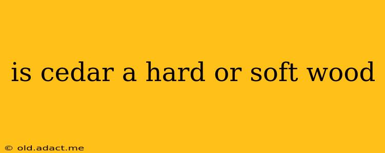 is cedar a hard or soft wood