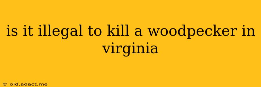 is it illegal to kill a woodpecker in virginia